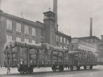 Die erste Baumwolle aus den Plantagen der Leipziger Baumwollspinnerei
